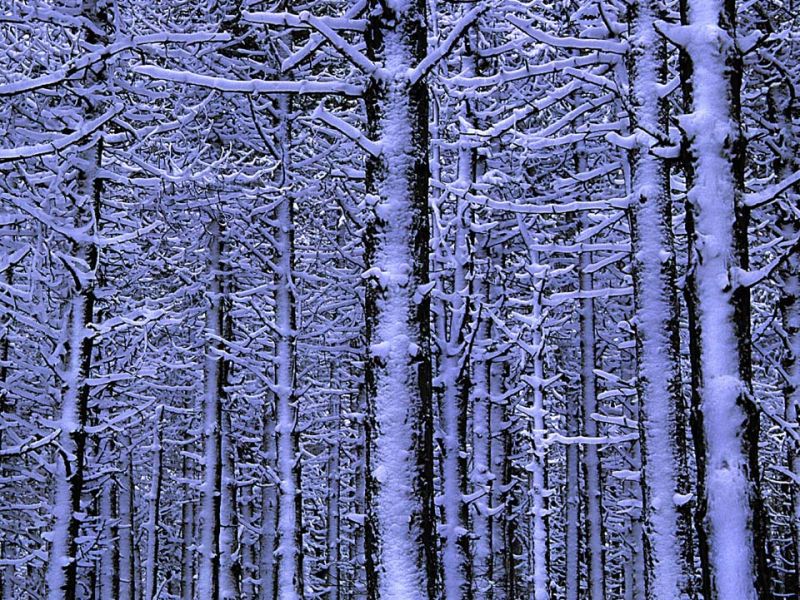 Snow-clad pine woodland