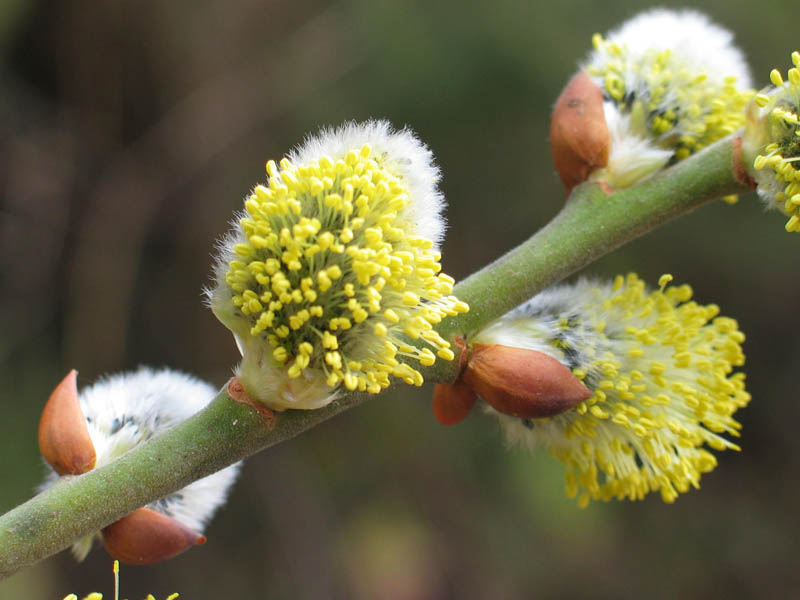 Goat willow bud