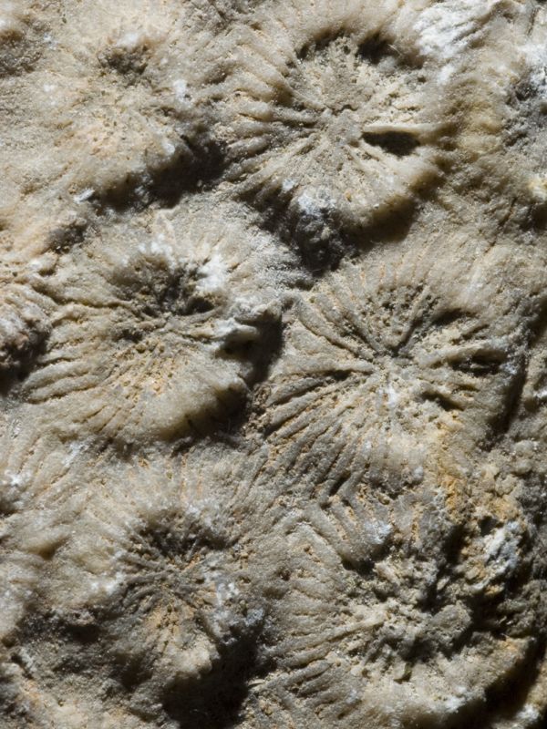 Fossil corals