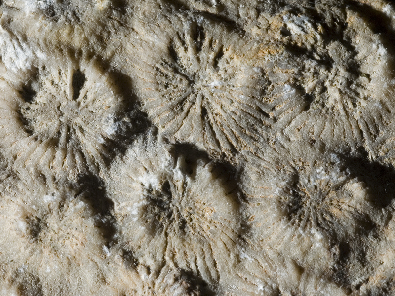 The fossil corals of Ponte Prina